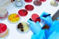 Petri dish. Microbiological laboratory Royalty Free Stock Photo