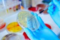 Petri dish. Microbiological laboratory Royalty Free Stock Photo