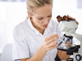 Petri dish, microscope or woman scientist in laboratory for research, medical analysis or test experiment. Solution Royalty Free Stock Photo