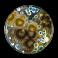 Petri dish with mold Royalty Free Stock Photo