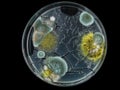 petri dish, mold, various types of fungi, Royalty Free Stock Photo