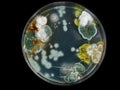 petri dish, mold, various types of fungi, Royalty Free Stock Photo