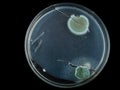 petri dish, mold, various types of fungi, Royalty Free Stock Photo