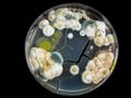 petri dish, mold, various types of fungi, Royalty Free Stock Photo