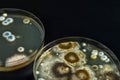 Petri dish with molds