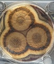 Petri dish with molds, penicillium, yeast, mucor isolated on black