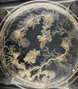 Petri dish with molds, penicillium, yeast, mucor isolated on black
