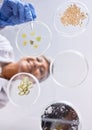 Petri dish, sample and science, ecology and leaves with soil, agriculture and environment, scientist person and low