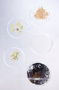 Petri dish, sample and science, ecology and leaves with soil, agriculture and environment study top view in lab