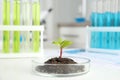 Petri dish with soil and sprouted plant on table in laboratory. Biological chemistry