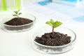 Petri dish with soil and sprouted plant on table in laboratory. Biological chemistry