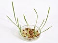 Petri dish with sprouted seeds and young shoots of red wheat Royalty Free Stock Photo