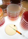 Petri dishes Royalty Free Stock Photo