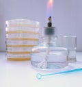 Petri dishes in bacteriological laboratory