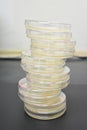 Petri dishes filled with colorful agar growth medium. Medical science equipment Royalty Free Stock Photo