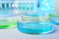 Petri dishes with liquid on table in laboratory Royalty Free Stock Photo