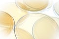 Petri dishes for medical research Royalty Free Stock Photo