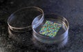 Petri dishes with samples for DNA sequencing