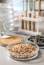 Petri dishes with seeds samples on table in laboratory Royalty Free Stock Photo