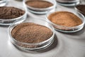 Petri dishes with soil samples on grey table. Laboratory research Royalty Free Stock Photo