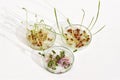 Petri dishes with sprouted seeds and young shoots of the plants (lentil, red wheat and radish) Royalty Free Stock Photo