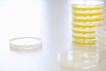 Petri Dishes On Table Royalty Free Stock Photo