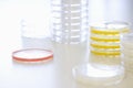 Petri Dishes On Table Royalty Free Stock Photo