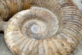 Petrified ammonite, closeup. Royalty Free Stock Photo