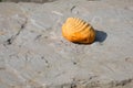 Petrified Ammonoid. An ancient fossil. Royalty Free Stock Photo