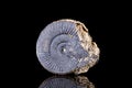 Petrified Ammonoid fossil in front of black background Royalty Free Stock Photo