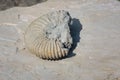 Petrified Ammonoid. Royalty Free Stock Photo