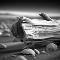 Petrified Beauty: A Detailed Black-and-White Shot of Cracked Wood During Blue Hour