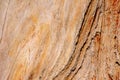 Petrified brown teak wood, fossil texture