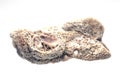 Petrified coral isolated on a white background. Royalty Free Stock Photo