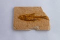 Petrified fish specimen, the fossil of an animal that swam 100 million years ago
