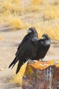 Petrified forest Royalty Free Stock Photo