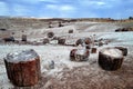Petrified Forest in Arizona Royalty Free Stock Photo