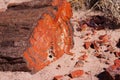 Petrified Forest, Arizona, USA