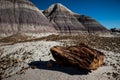 PETRIFIED FOREST. Famous point on Route 66.