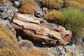Petrified forest,lesbos Royalty Free Stock Photo