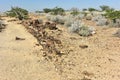 Petrified Forest, Namibia Royalty Free Stock Photo