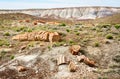 Petrified Forest National Park