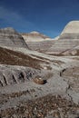 Petrified Forest National Park