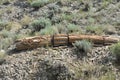 A fairly large petrified log