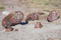 Petrified log in Petrified Forest National Park, Arizona Royalty Free Stock Photo