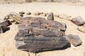 Petrified and mineralized tree trunk in the famous Petrified Forest National Park at Khorixas, Namibia, Africa. 280 million years Royalty Free Stock Photo