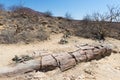 Petrified and mineralized tree trunk in the famous Petrified Forest National Park at Khorixas, Namibia, Africa. 280 million years Royalty Free Stock Photo