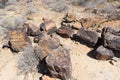 Petrified and mineralized tree trunk in the famous Petrified Forest National Park at Khorixas, Namibia, Africa. 280 million years Royalty Free Stock Photo