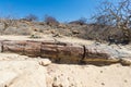 Petrified and mineralized tree trunk in the famous Petrified Forest National Park at Khorixas, Namibia, Africa. 280 million years Royalty Free Stock Photo