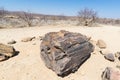 Petrified and mineralized tree trunk in the famous Petrified Forest National Park at Khorixas, Namibia, Africa. 280 million years Royalty Free Stock Photo